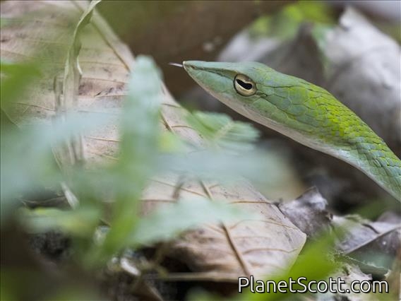 Oriental Whip Snake (Ahaetulla prasina)