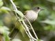 Olive-winged Bulbul (Pycnonotus plumosus)