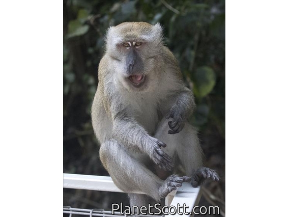 Long-tailed Macaque (Macaca fascicularis)