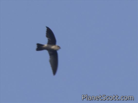 White-nest Swiftlet (Aerodramus fuciphagus)
