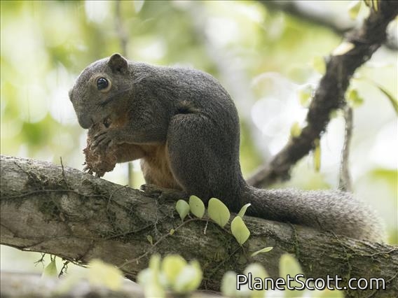 Common Red-bellied Squirrel (Callosciurus notatus)