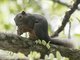 Common Red-bellied Squirrel (Callosciurus notatus)