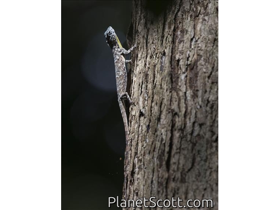 Sumatran Gliding Lizard (Draco sumatranus)