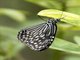 Dark Glassy Tiger (Parantica agleoides)