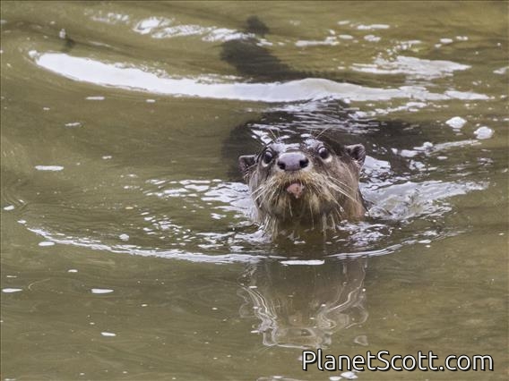 Smooth-coated Otter (Lutrogale perspicillata)