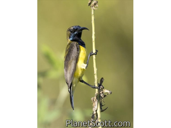 Ornate Sunbird (Cinnyris jugularis)