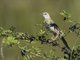 Striated Grassbird (Cincloramphus palustris)