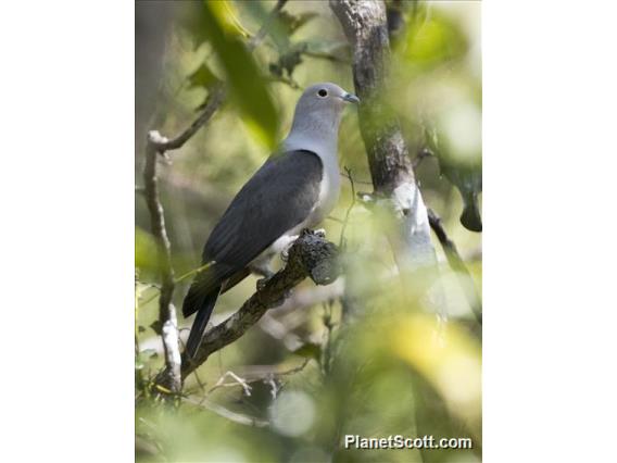 Gray Imperial-Pigeon (Ducula pickeringii)