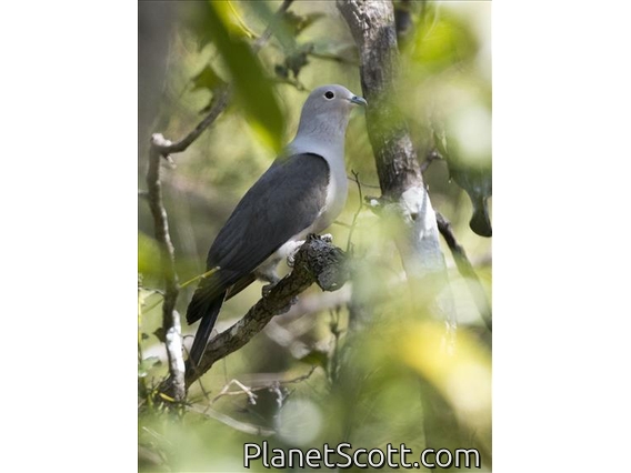 Gray Imperial-Pigeon (Ducula pickeringii)