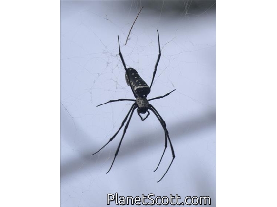Batik Golden Web Spider (Trichonephila antipodiana)