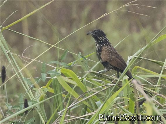 Lesser Coucal (Centropus bengalensis)