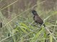 Lesser Coucal (Centropus bengalensis)
