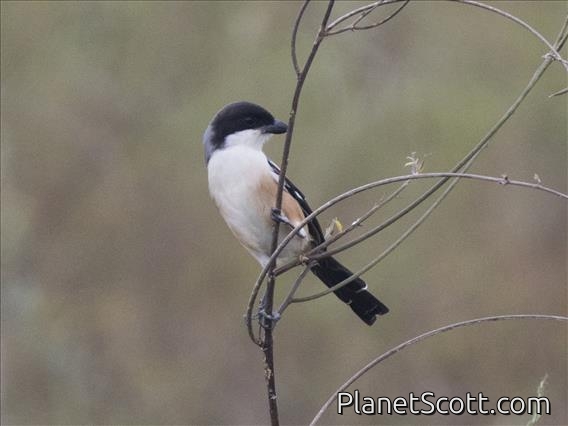 Long-tailed Shrike (Lanius schach)