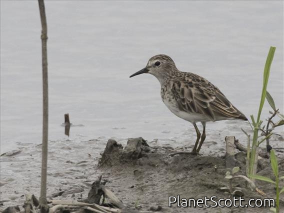 Long-toed Stint (Calidris subminuta)