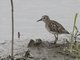Long-toed Stint (Calidris subminuta)