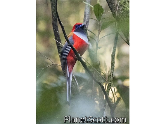 Whitehead's Trogon (Harpactes whiteheadi) - Male