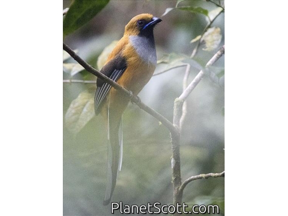 Whitehead's Trogon (Harpactes whiteheadi) - Female