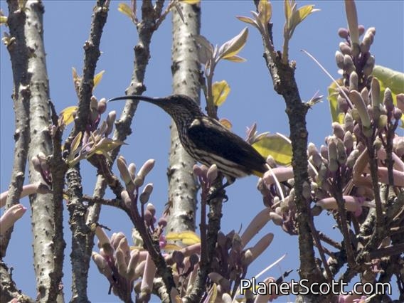 Whitehead's Spiderhunter (Arachnothera juliae)