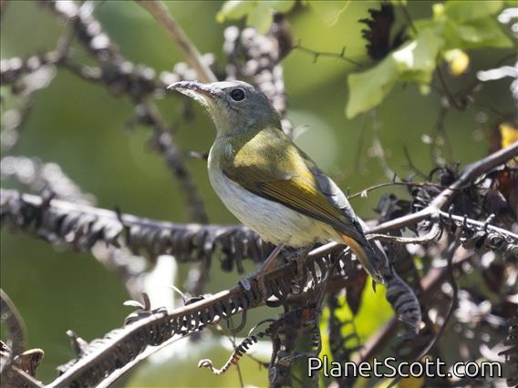 Temminck's Sunbird (Aethopyga temminckii) - Female