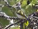 Temmincks Sunbird (Aethopyga temminckii) - Female