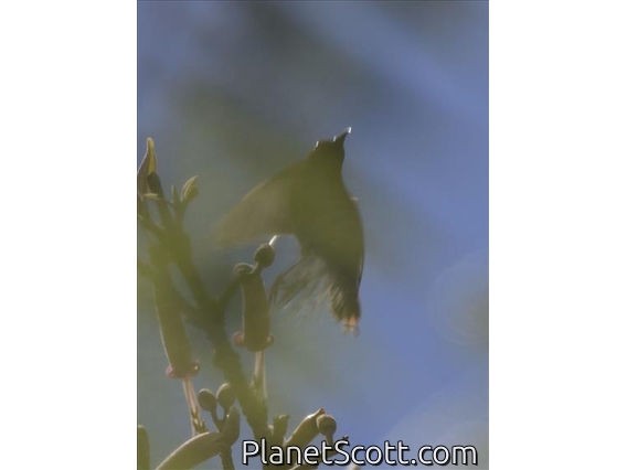 Temminck's Sunbird (Aethopyga temminckii) - Male