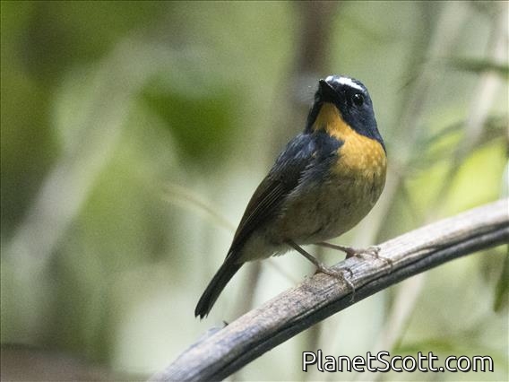 Snowy-browed Flycatcher (Ficedula hyperythra)