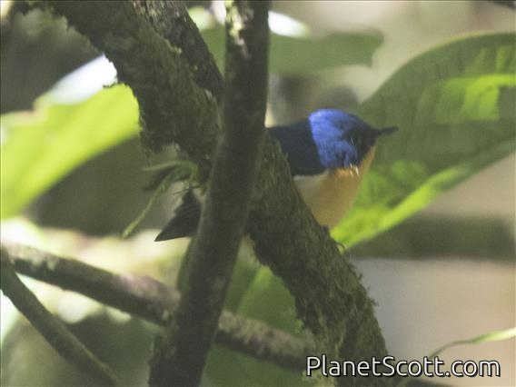 Pygmy Flycatcher (Ficedula hodgsoni)