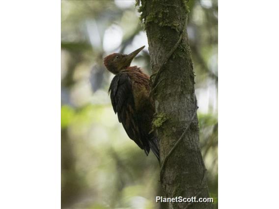 Orange-backed Woodpecker (Reinwardtipicus validus)
