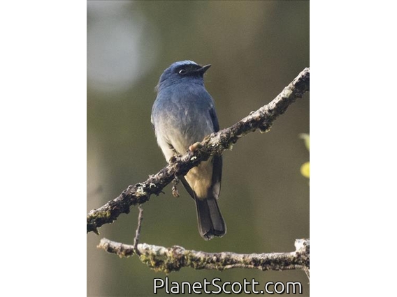 Indigo Flycatcher (Eumyias indigo)
