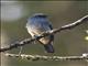 Indigo Flycatcher (Eumyias indigo)