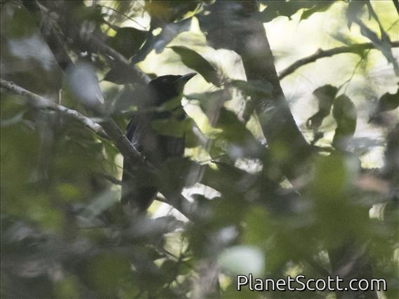 Hair-crested Drongo (Dicrurus hottentottus) - Bornean