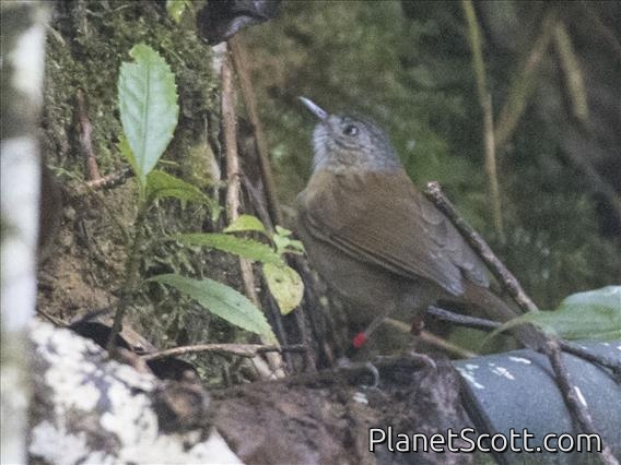 Pygmy Heleia (Heleia squamifrons)