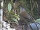 Gray-throated Babbler (Stachyris nigriceps)