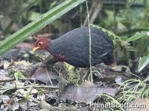 Crimson-headed Partridge (Haematortyx sanguiniceps)