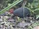 Crimson-headed Partridge (Haematortyx sanguiniceps)