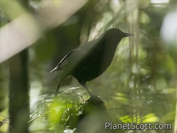 Bornean Whistling-Thrush (Myophonus borneensis)