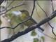 Bornean Whistler (Pachycephala hypoxantha)