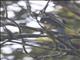 Bornean Treepie (Dendrocitta cinerascens)