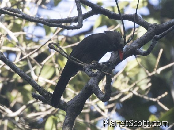 Bare-headed Laughingthrush (Melanocichla calva)