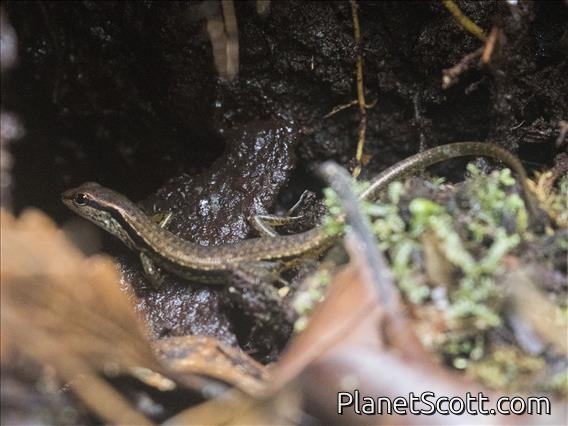 Asian Forest Skink (Sphenomorphus sp)