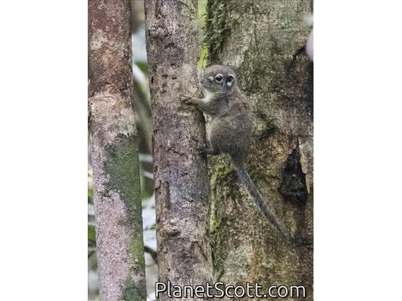 Jentink's Squirrel (Sundasciurus jentinki)