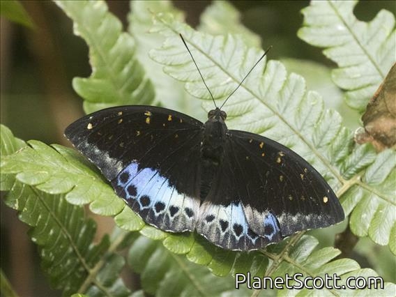 Black-tipped Archduke (Lexias dirtea)