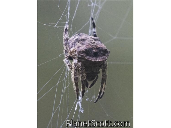 Borneo Orb Weaver (Caerostris sumatrana)