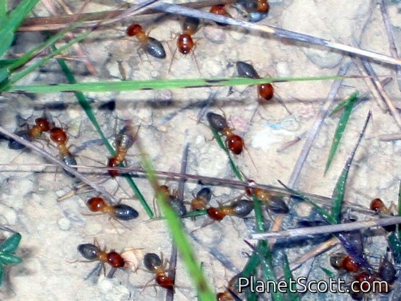 Kumachi Termites (Termitidae sp)