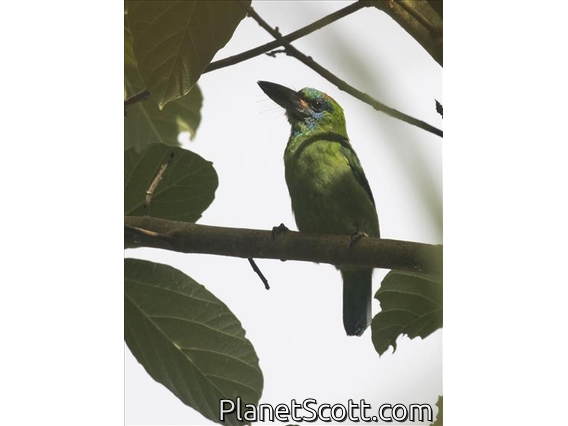 Mountain Barbet (Psilopogon monticola)