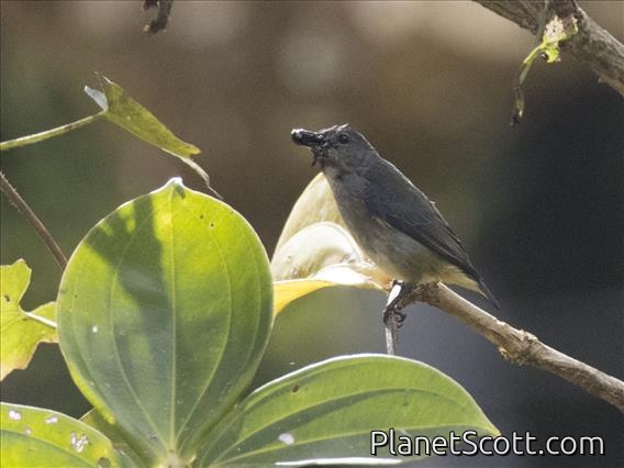 Black-sided Flowerpecker (Dicaeum monticolum) - Female