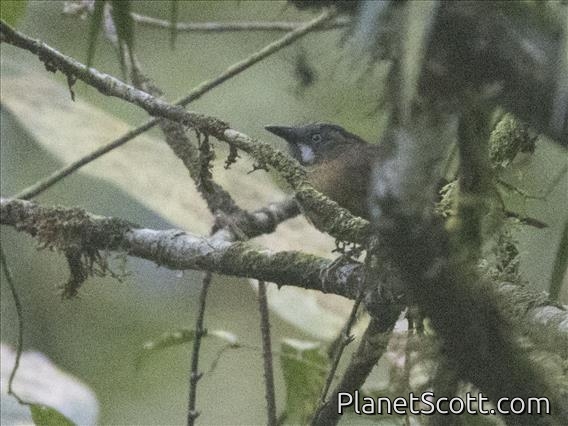Gray-throated Babbler (Stachyris nigriceps)