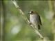 Eyebrowed Jungle-Flycatcher (Vauriella gularis)