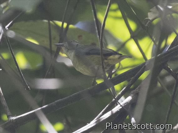 Mountain Leaf-Warbler (Phylloscopus trivirgatus)