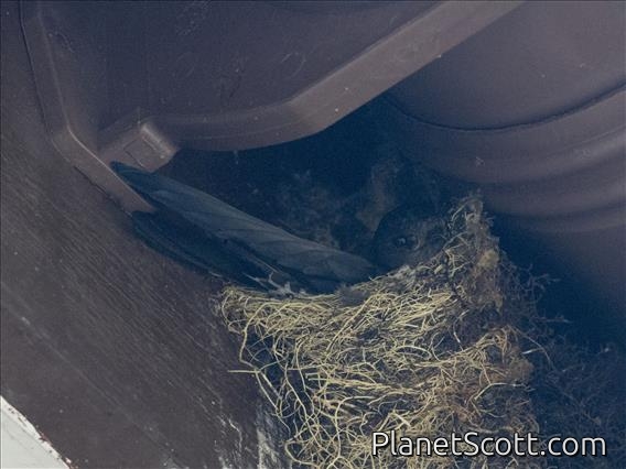 Plume-toed Swiftlet (Collocalia affinis)
